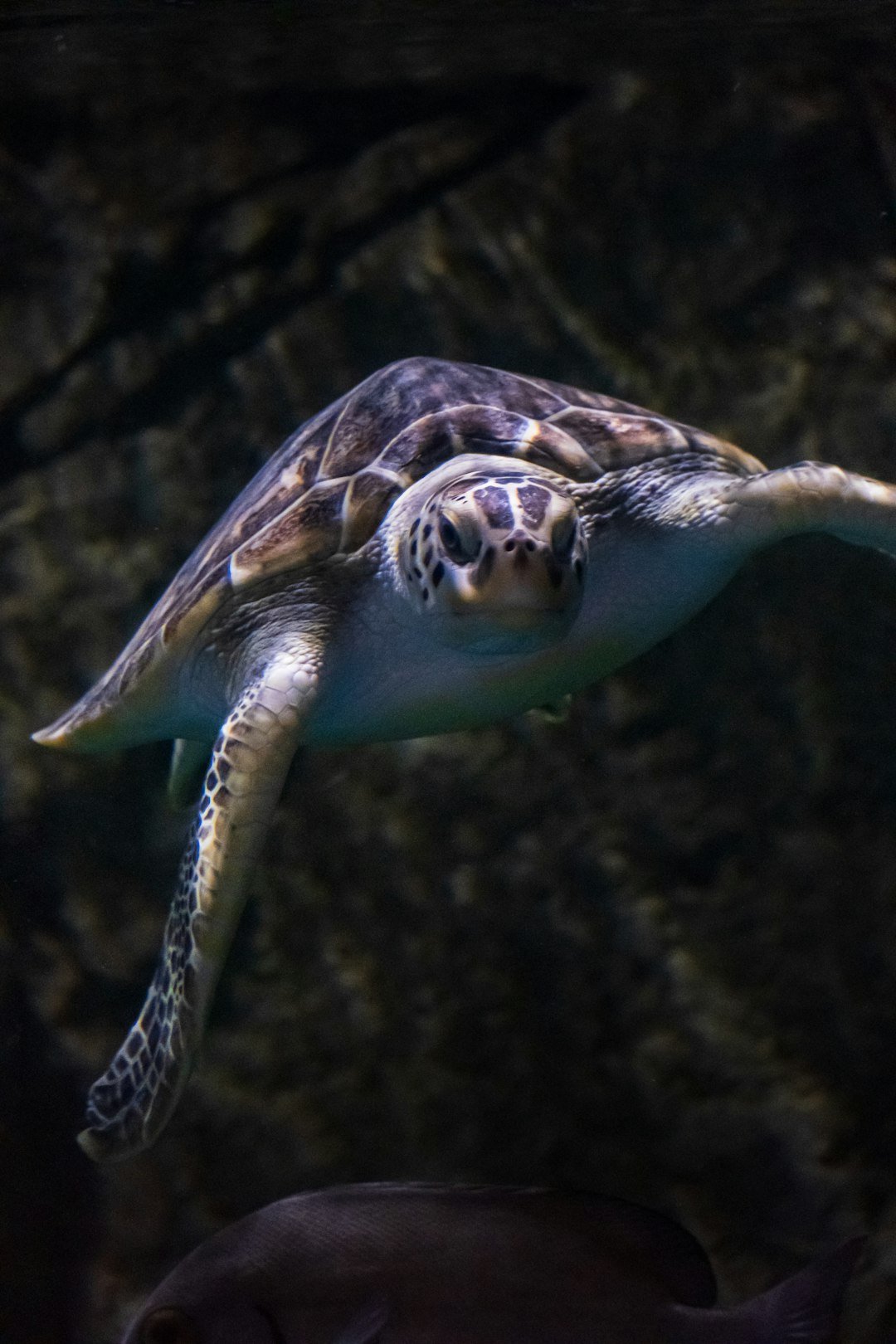 A sea turtle swims towards the camera underwater.