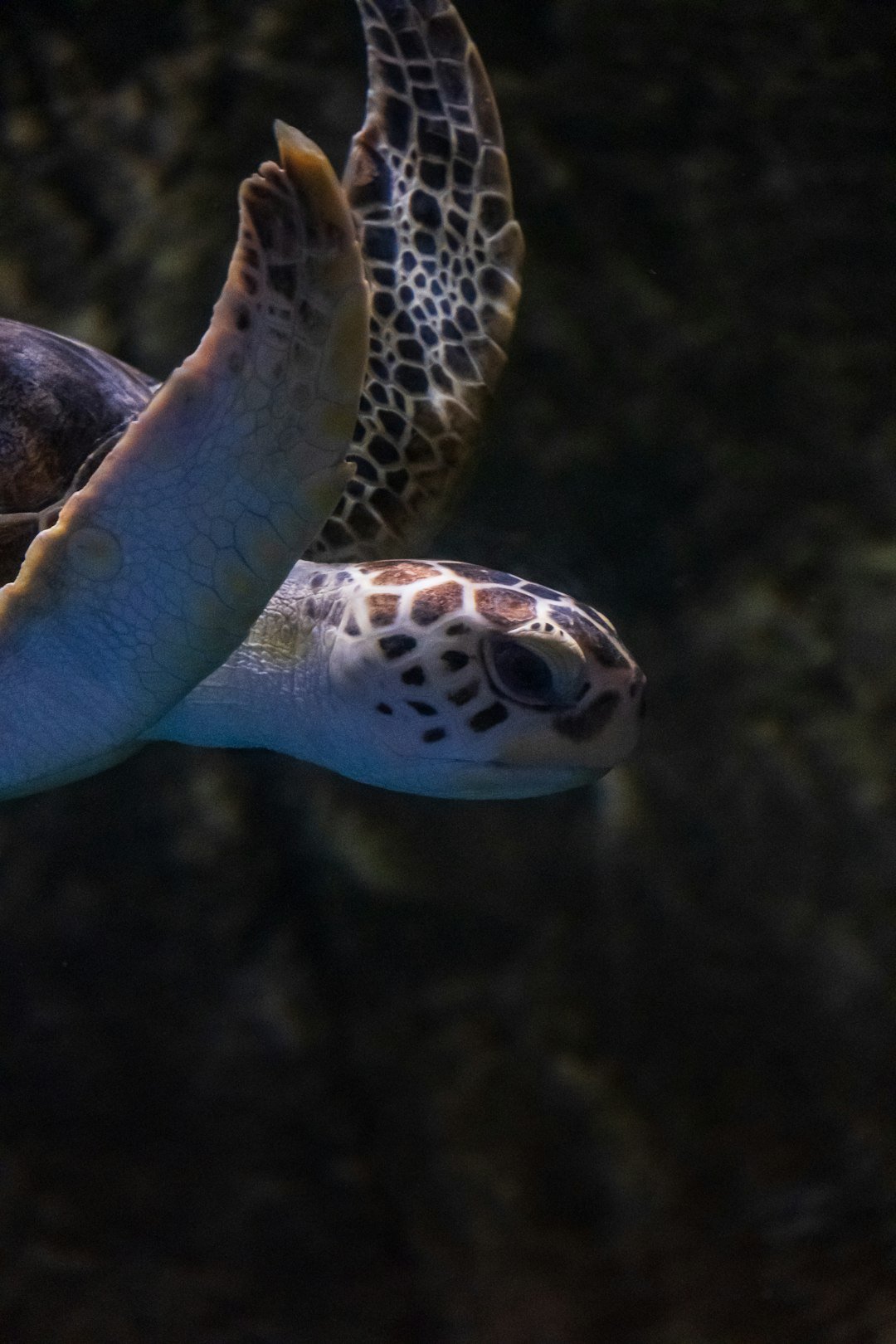 A sea turtle glides gracefully through the water.