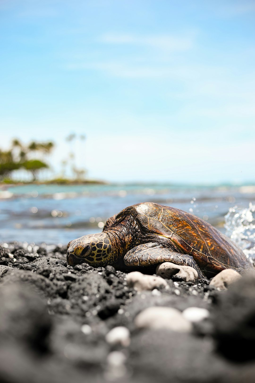 a turtle is laying on the beach near the water