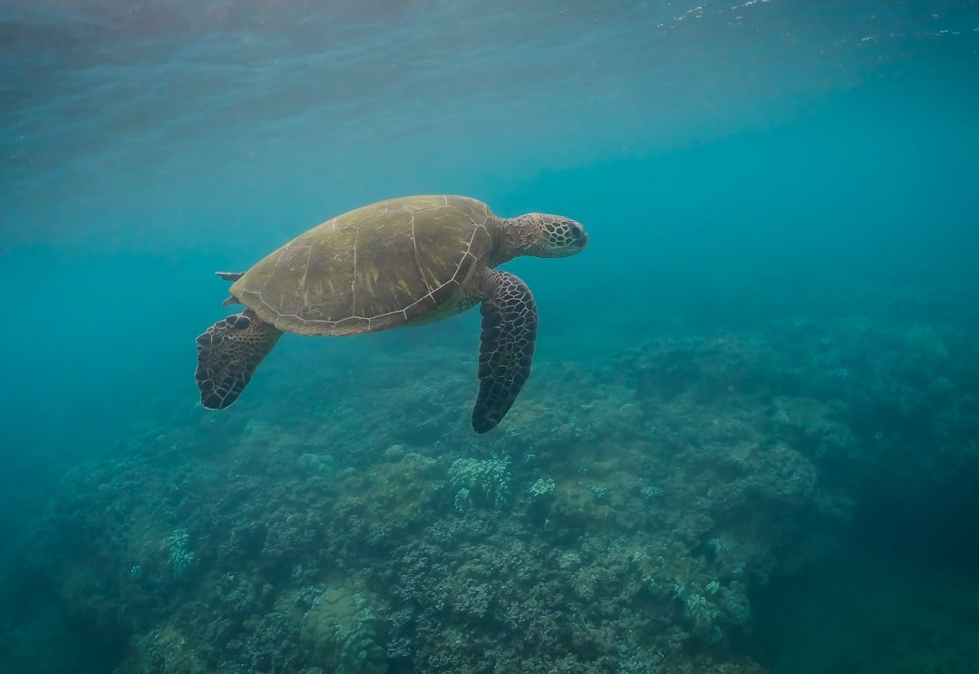 a turtle swimming in the ocean
