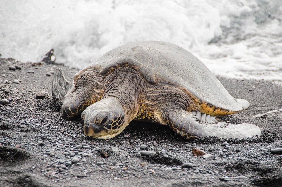 a sea turtle is laying on the beach
