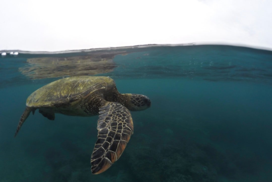 a turtle swimming in the water