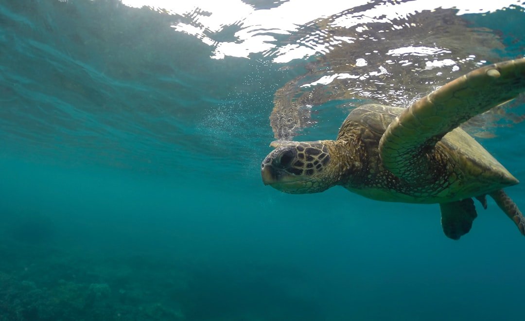 a turtle swimming in the water