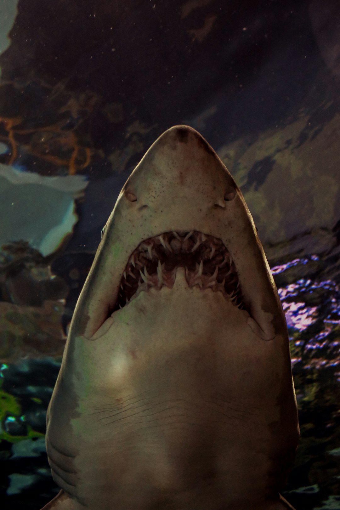 a close up of a shark with its mouth open