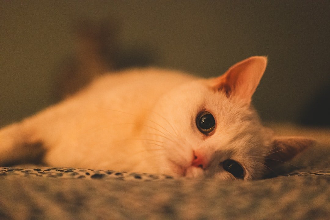 A white cat rests on a patterned surface.