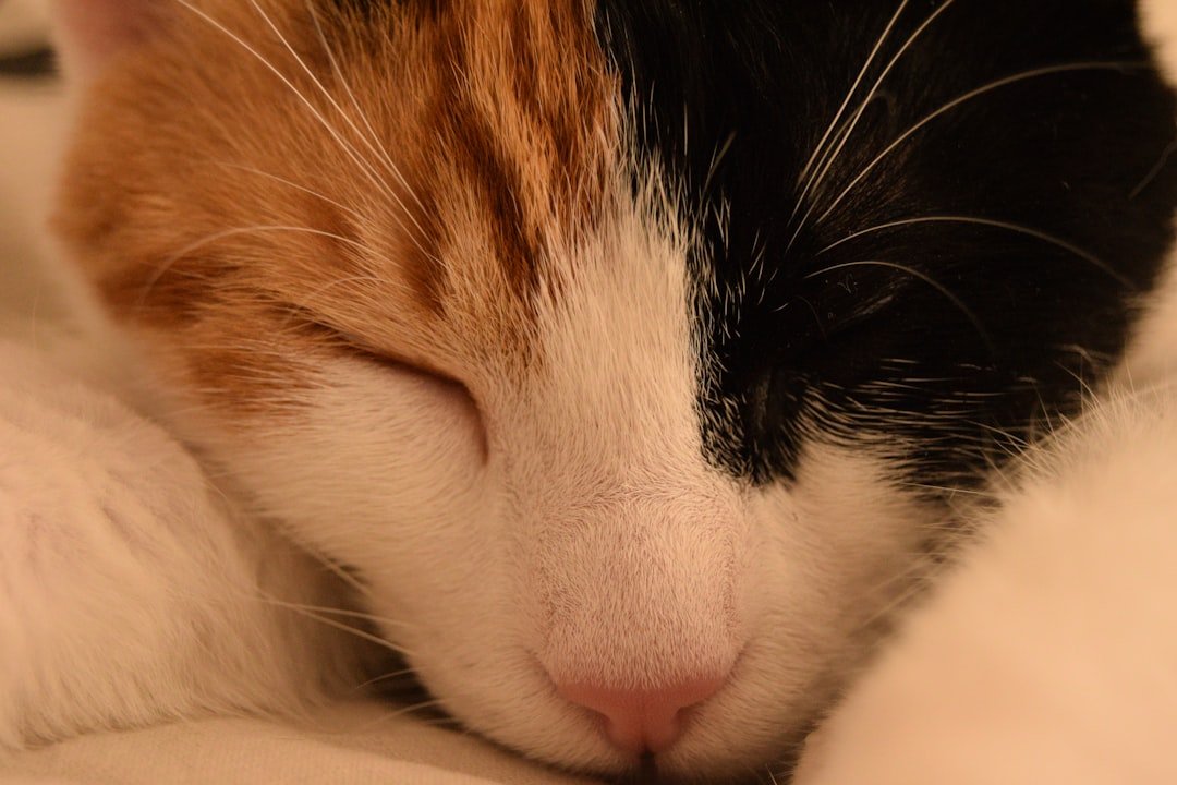A sleeping calico cat rests peacefully.