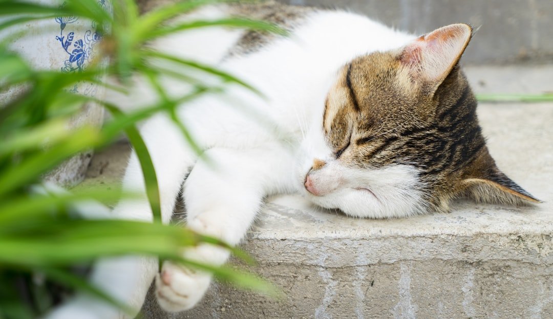 A tabby and white cat sleeping on concrete steps.