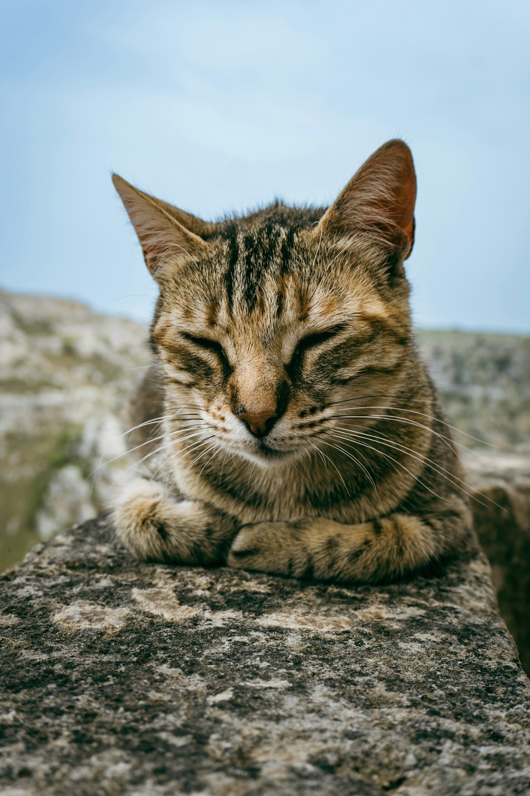 a cat that is laying down on a rock