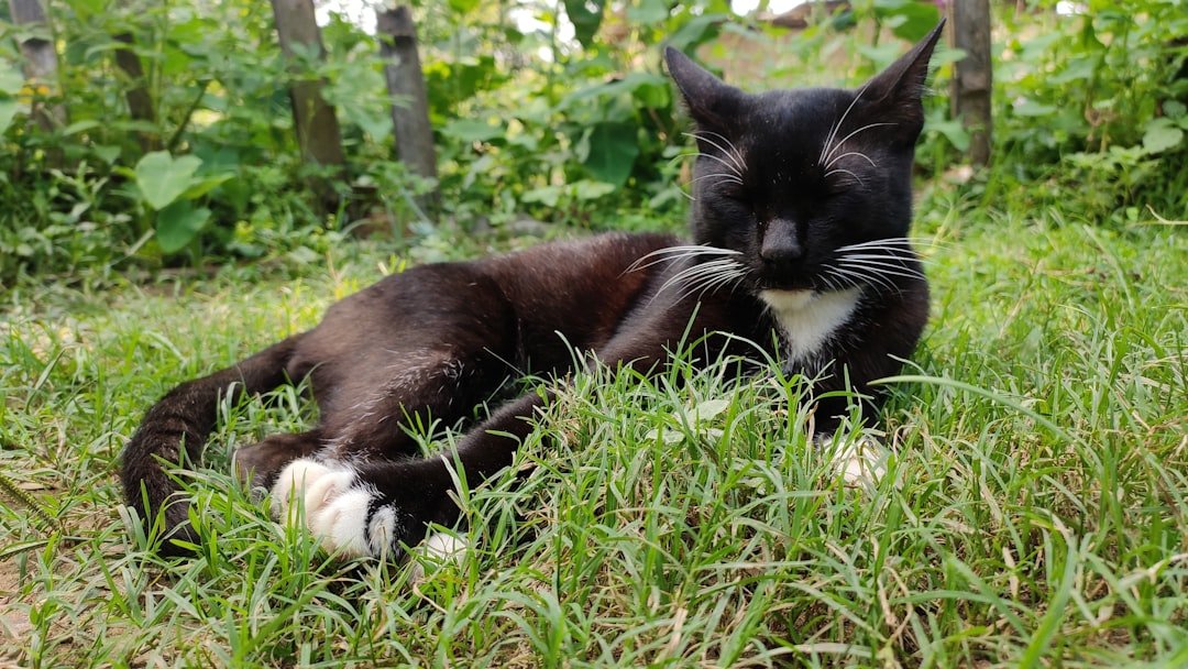 a cat lying in the grass