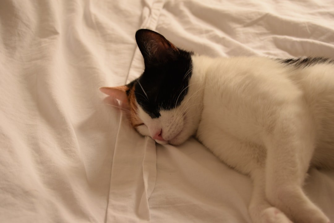 A cat is sleeping peacefully on white sheets.