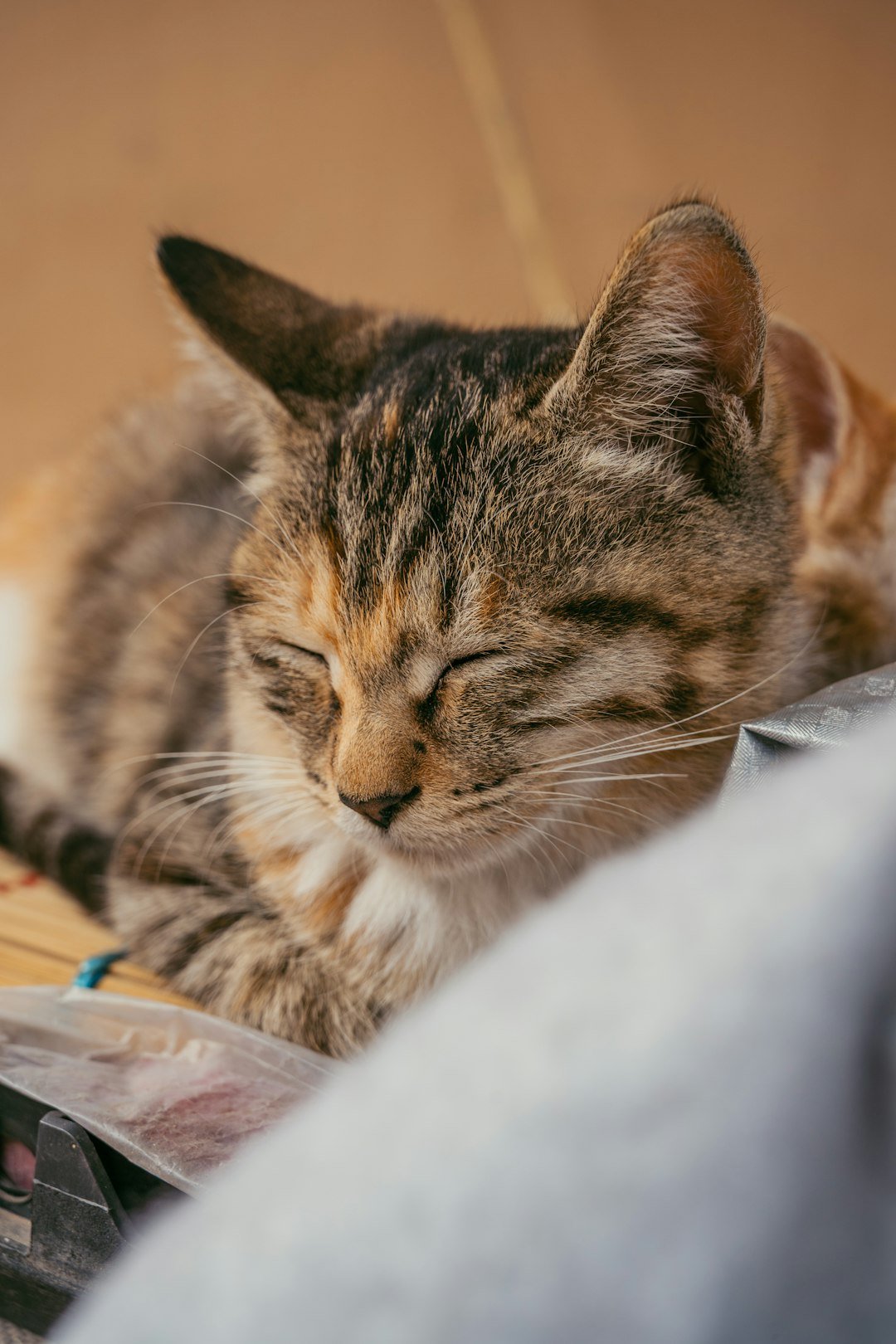 A tabby cat sleeps peacefully on a surface.