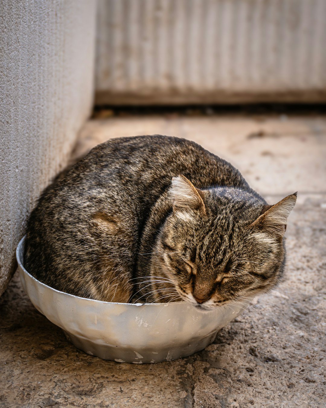 a cat that is sitting in a bowl