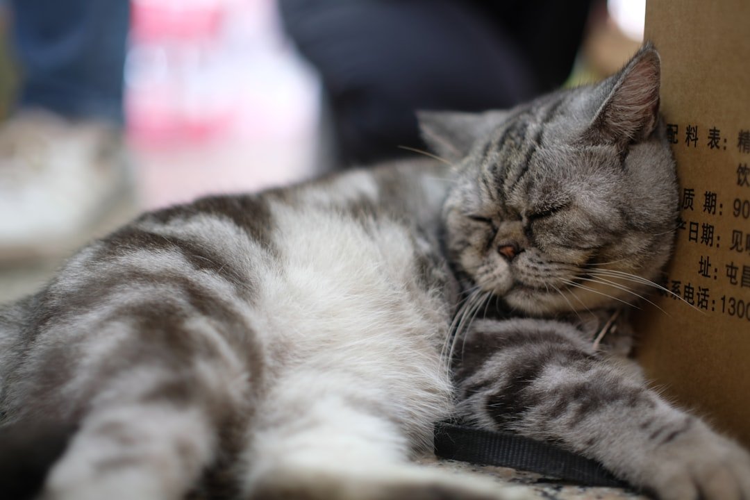 A sleeping tabby cat rests against a box.