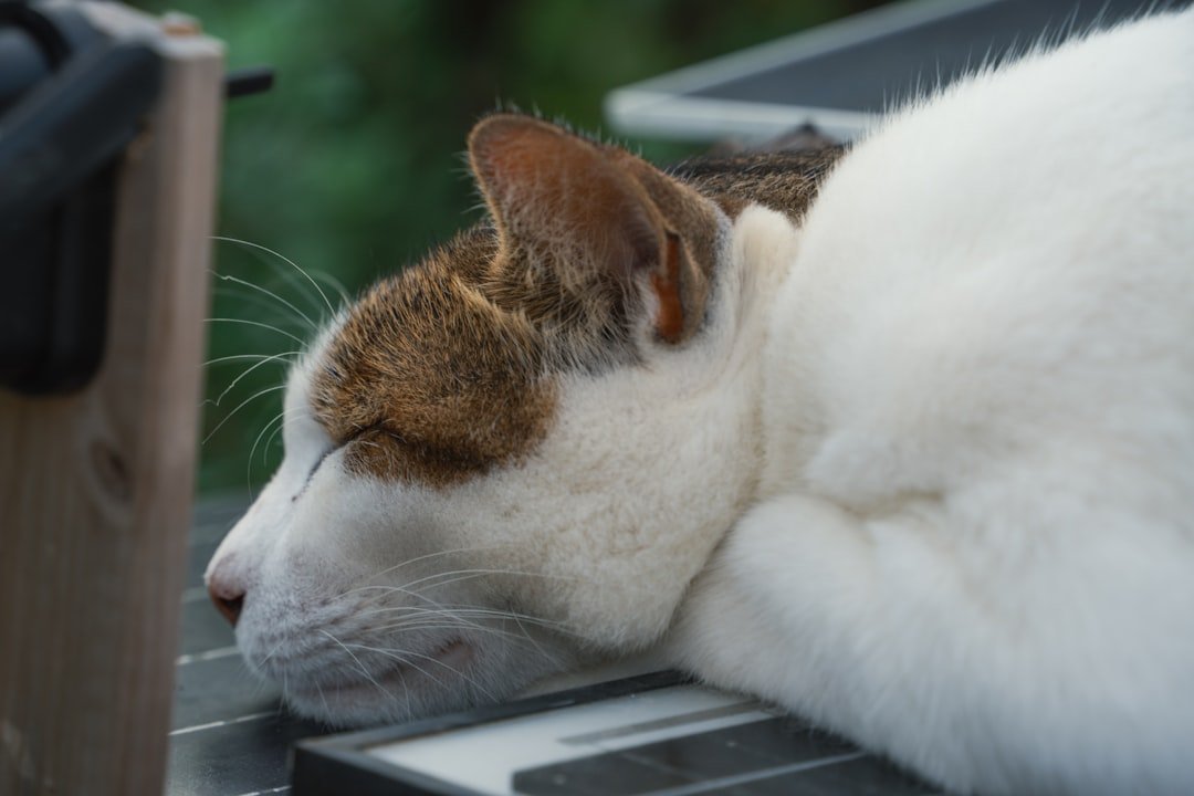 A white cat with brown markings sleeps peacefully.
