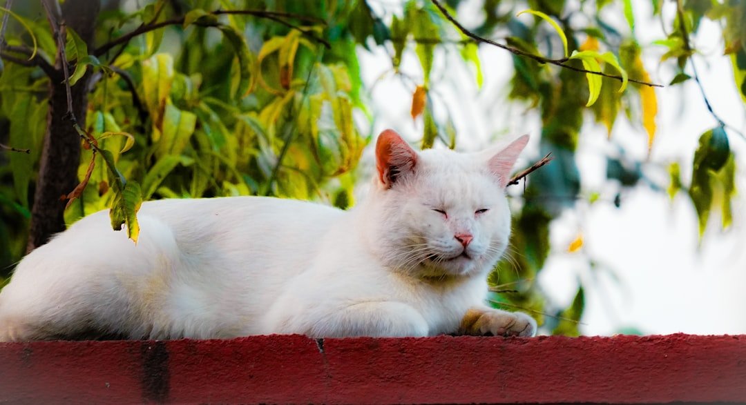 A white cat rests on a brick wall outdoors.