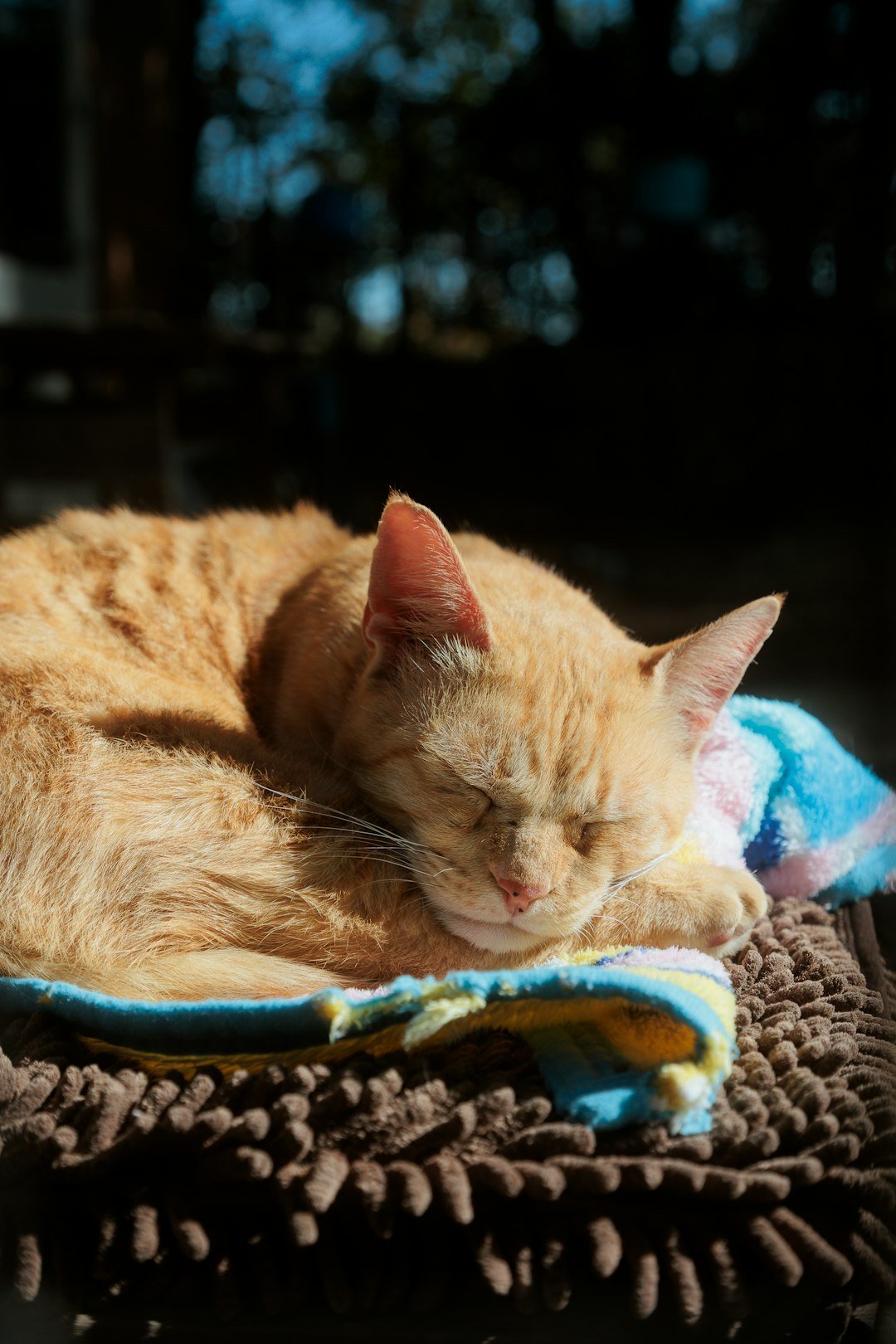 An orange cat sleeps curled up on a blanket.