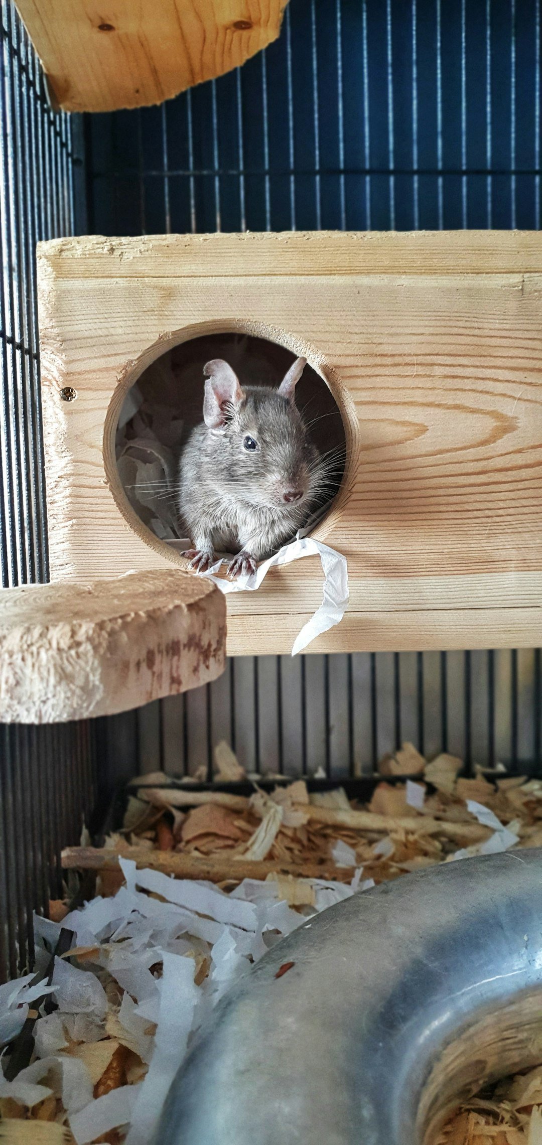 A small rodent in a cage looking out of a hole