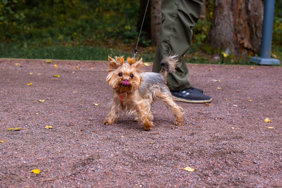 Small dog on a leash with person walking