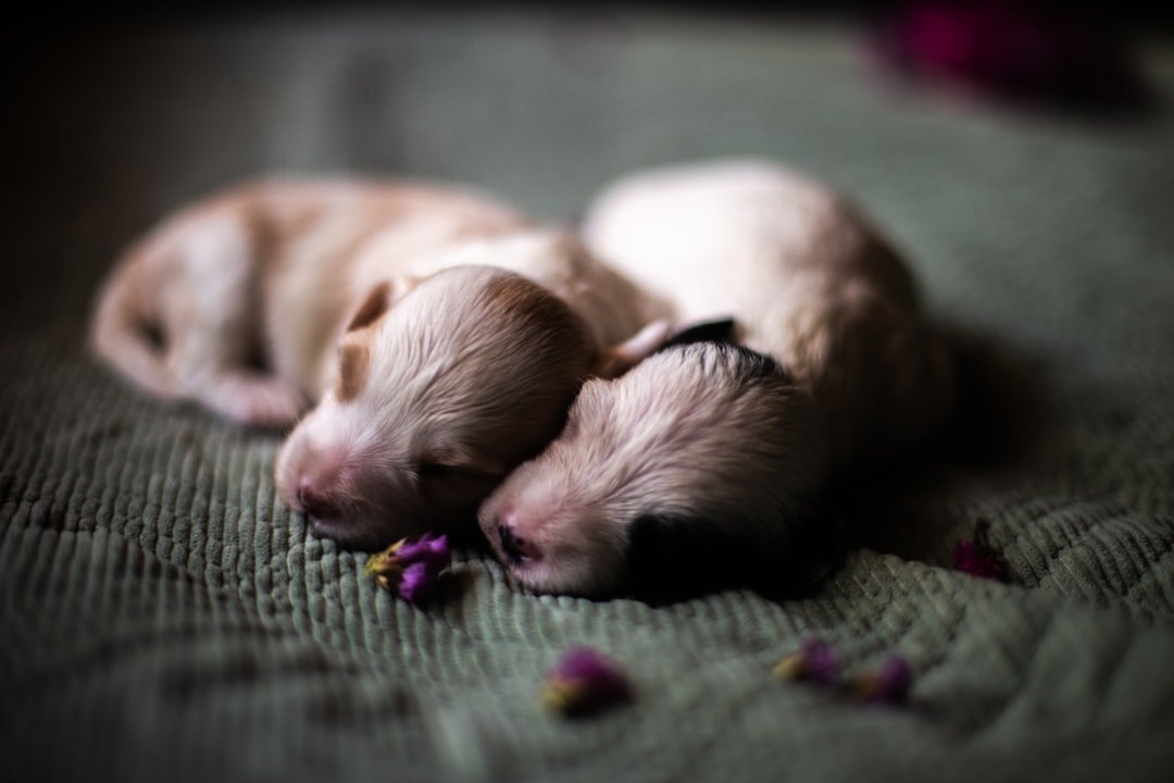 Two adorable puppies are sleeping peacefully.