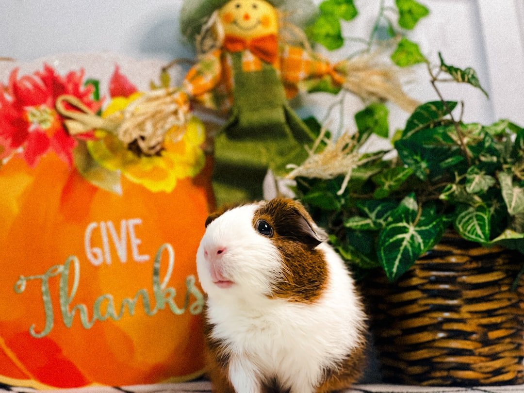 A brown and white guinea pig sitting next to a pumpkin