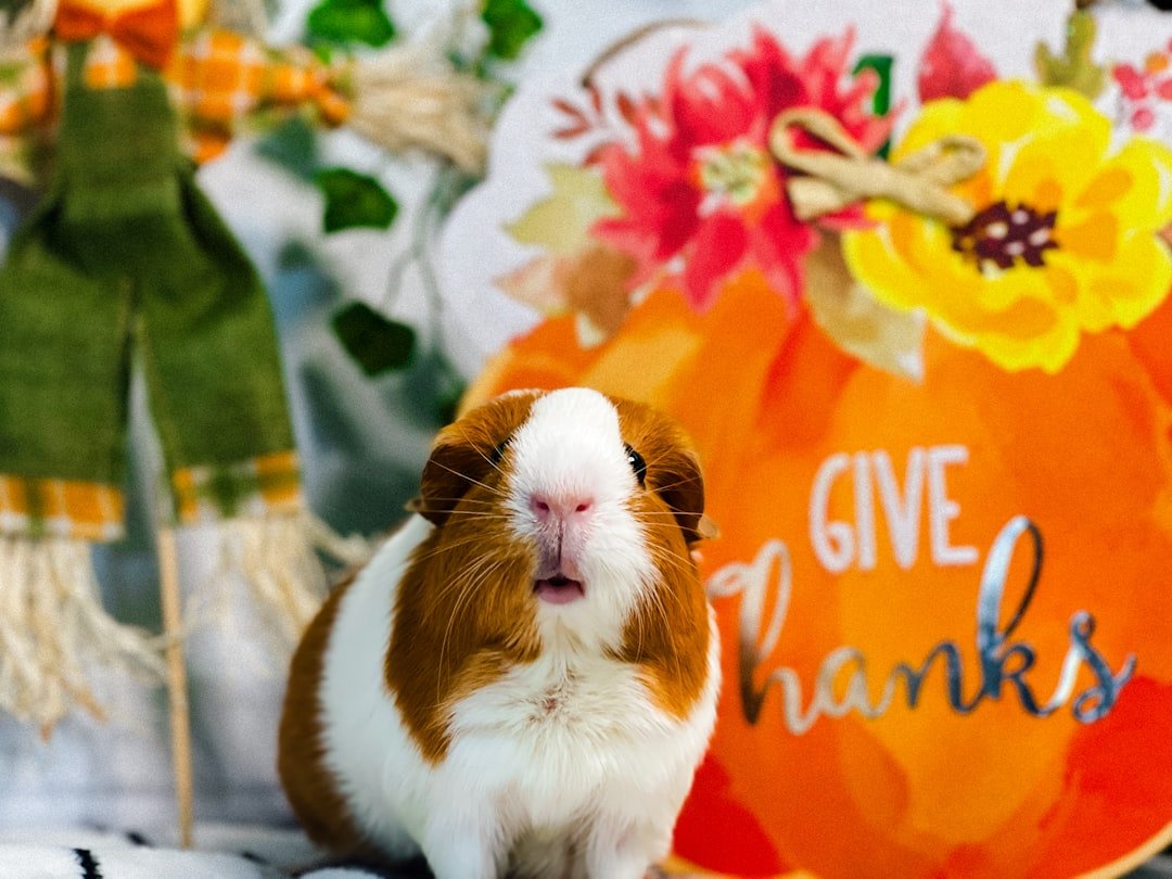 A brown and white guinea pig sitting on top of a table