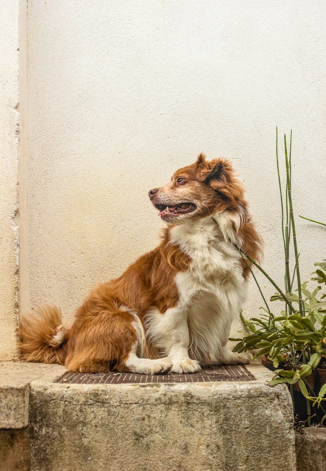 brown and white long coated dog