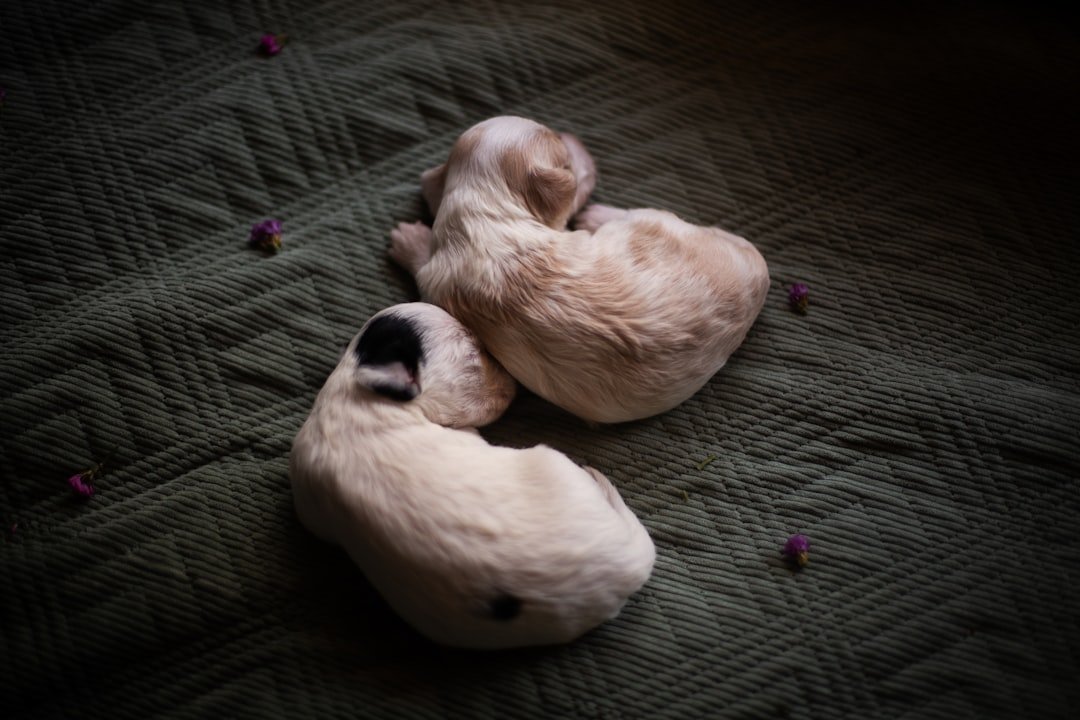Two adorable puppies snuggled up together.