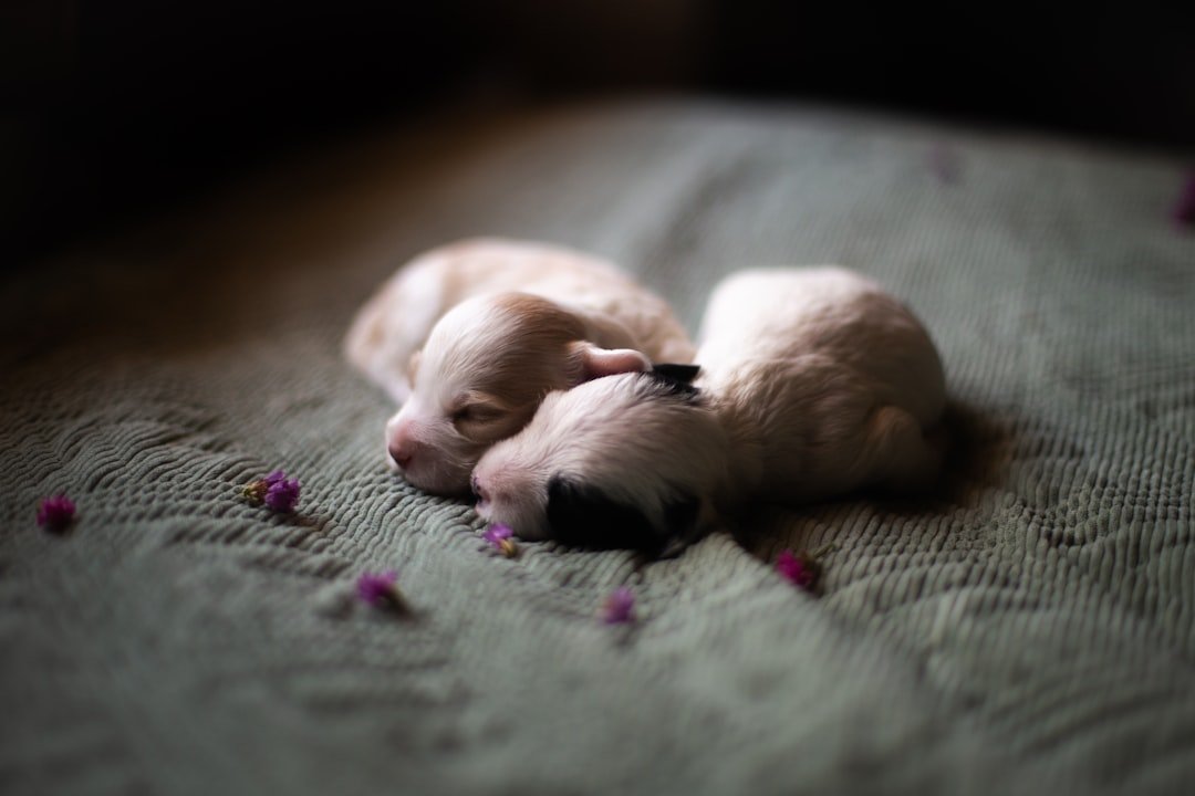 Two adorable newborn puppies cuddled together peacefully.