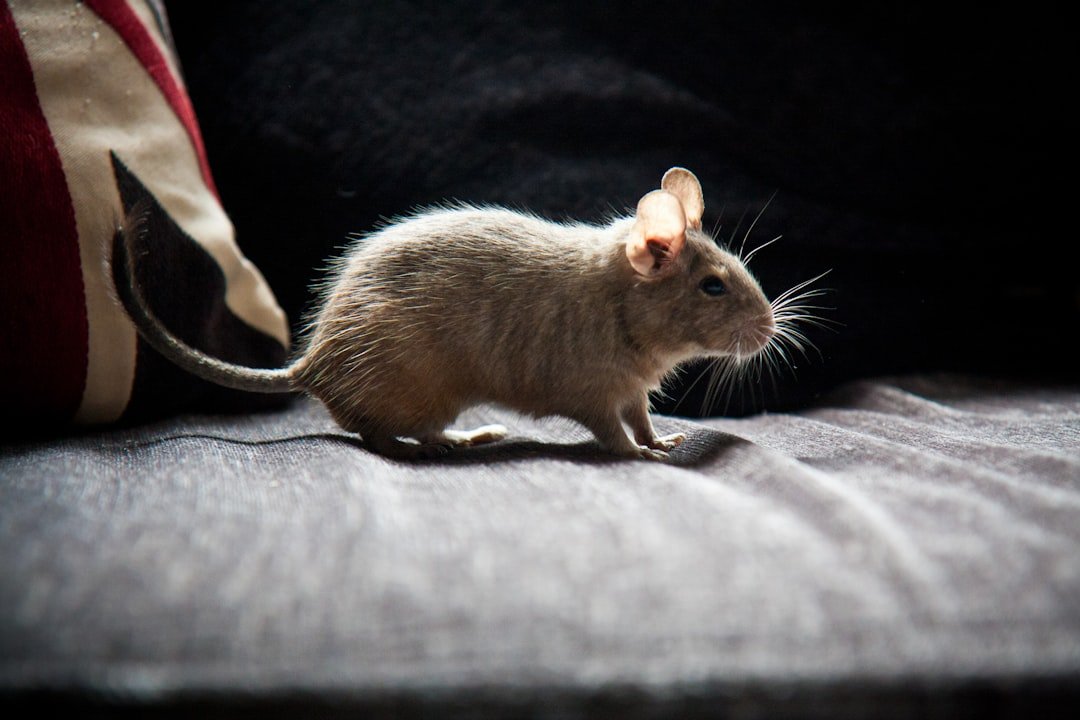 A small rodent sitting on top of a couch next to a pillow