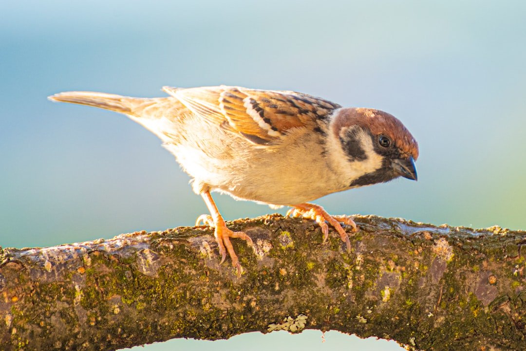 brown and white bird on brown tree branch