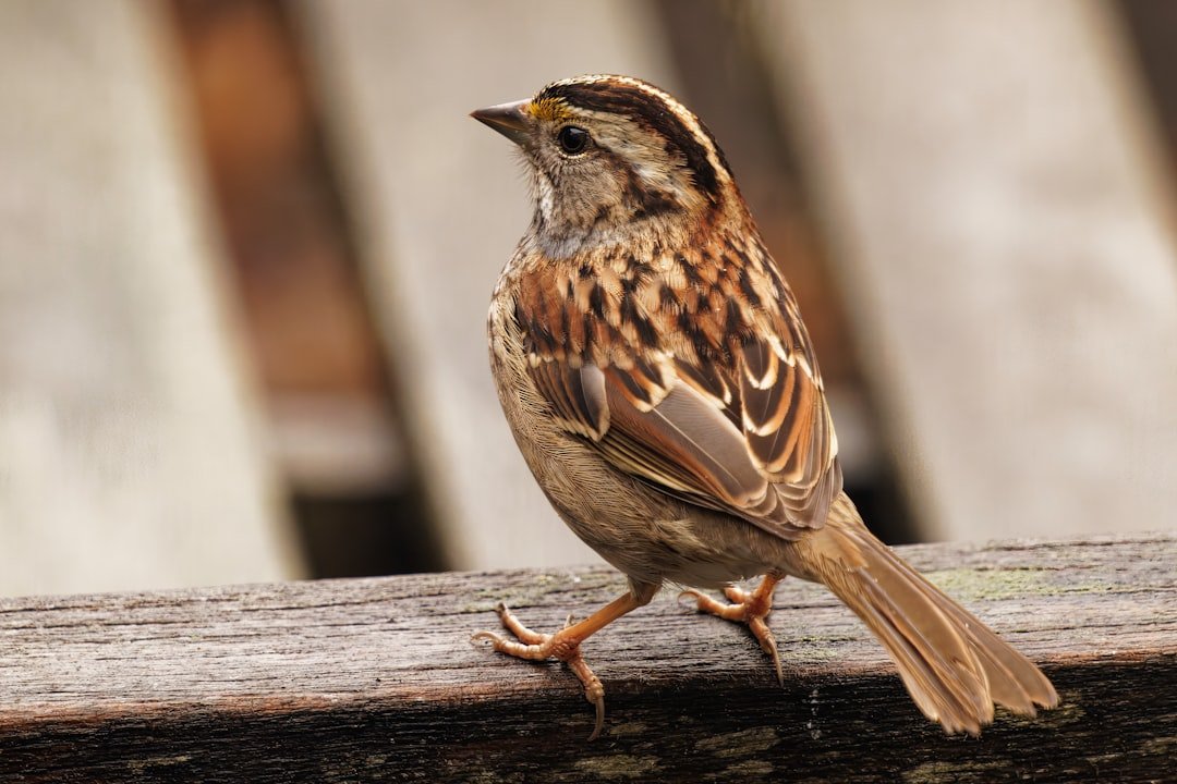 a small bird on a wood surface