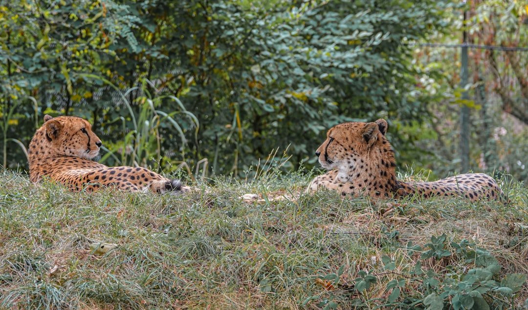 a couple of cheetahs lying in the grass
