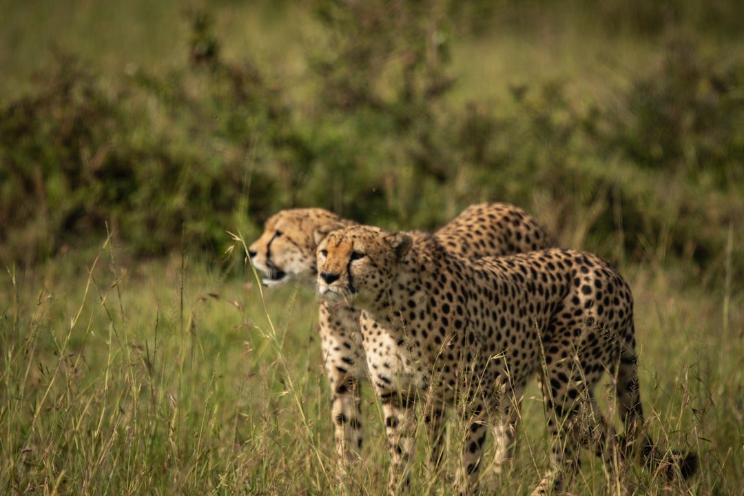 A couple of cheetah walking across a lush green field