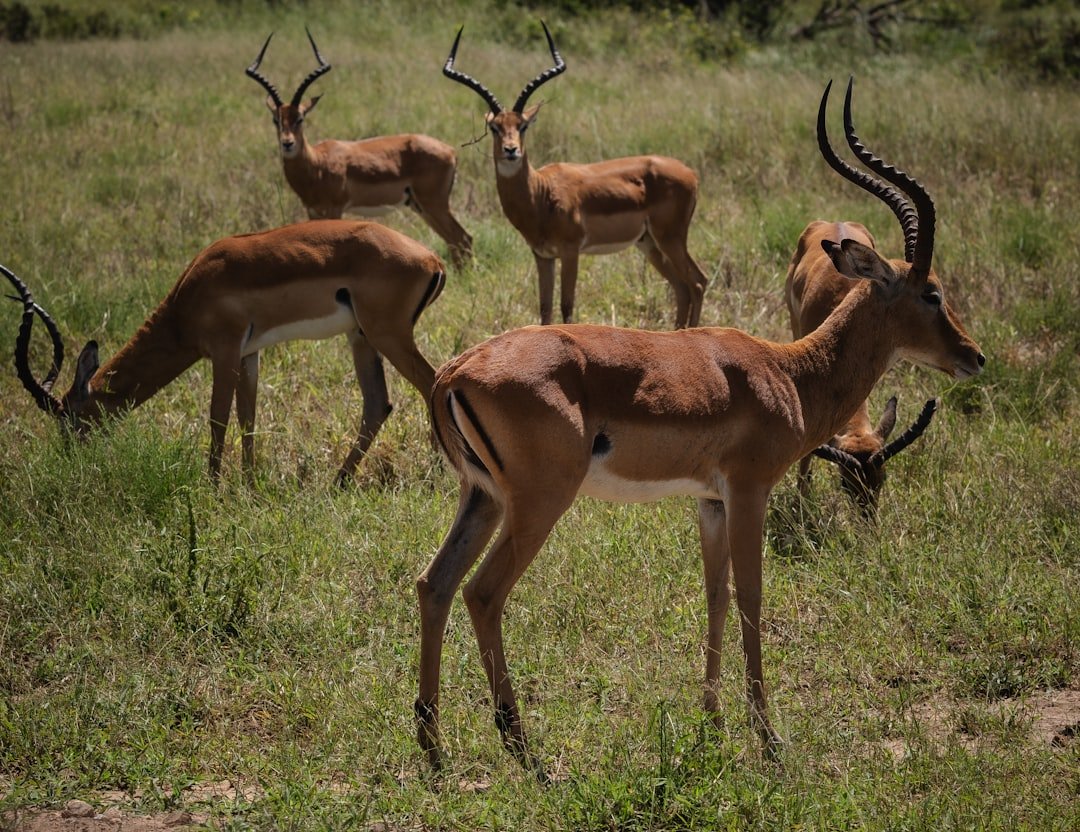 A herd of antelope standing on top of a lush green field