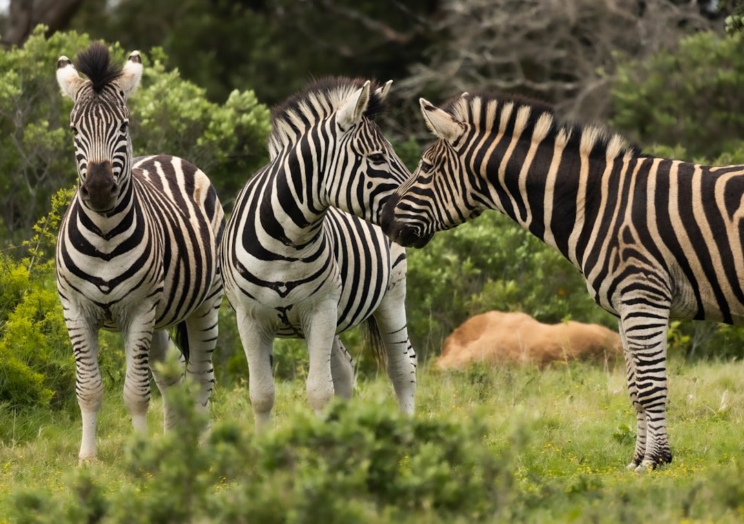 three zebras are standing in a grassy field