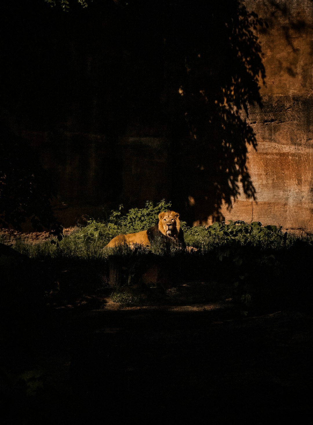 brown and white lion lying on ground