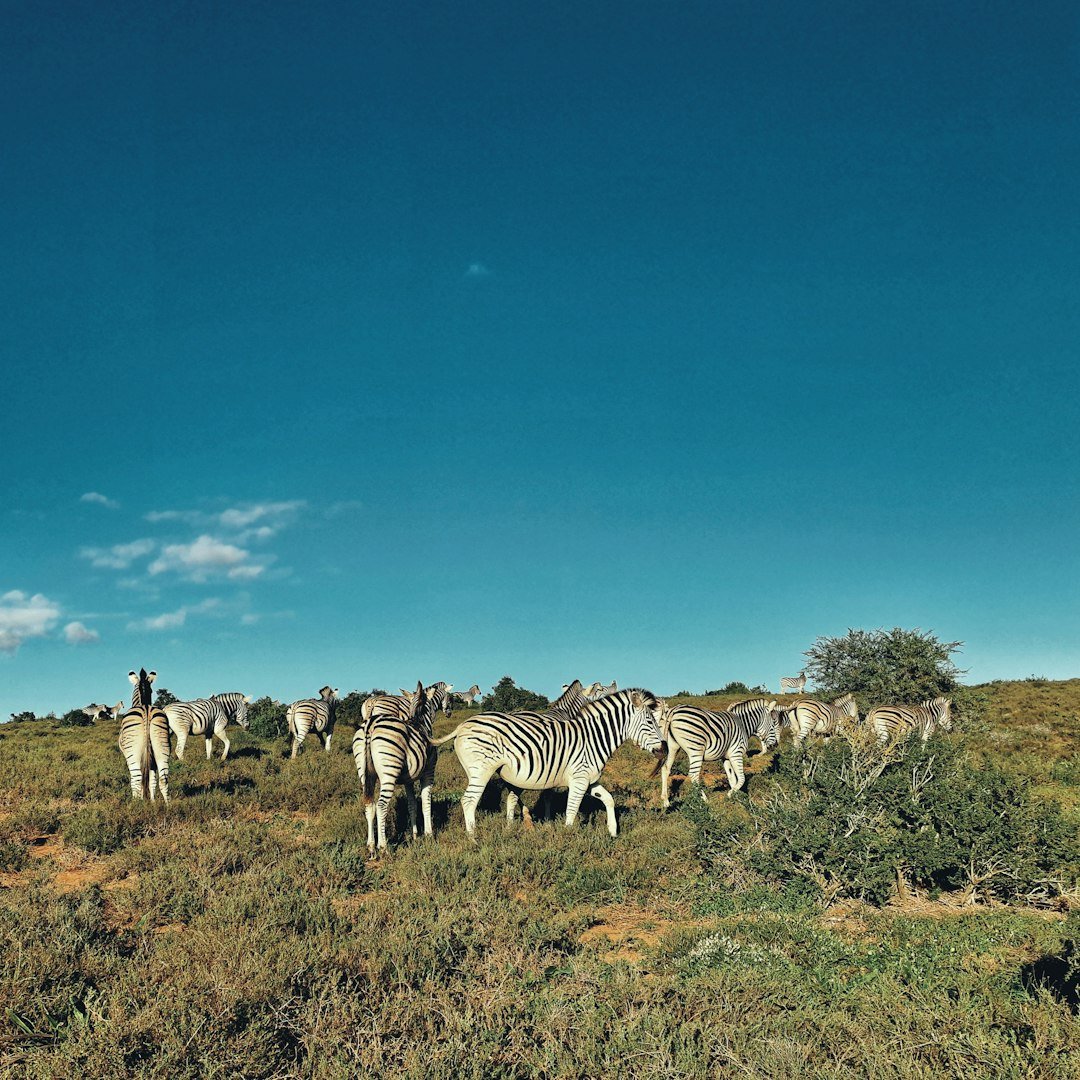 A herd of zebra standing on top of a lush green field