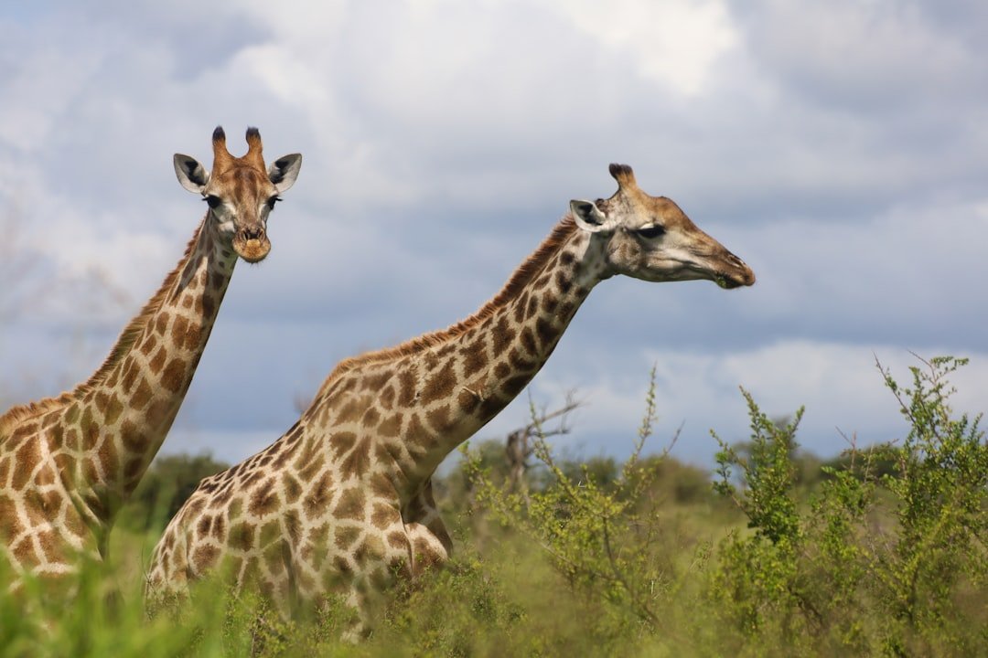 2 giraffes standing on green grass field during daytime