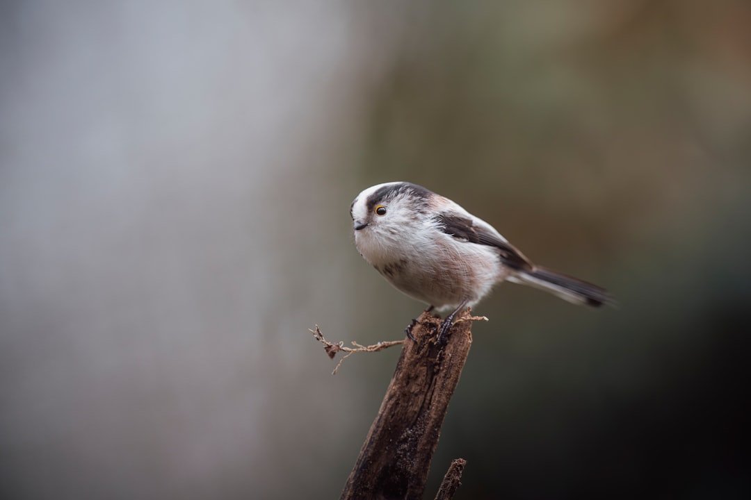a small bird perched on top of a wooden stick