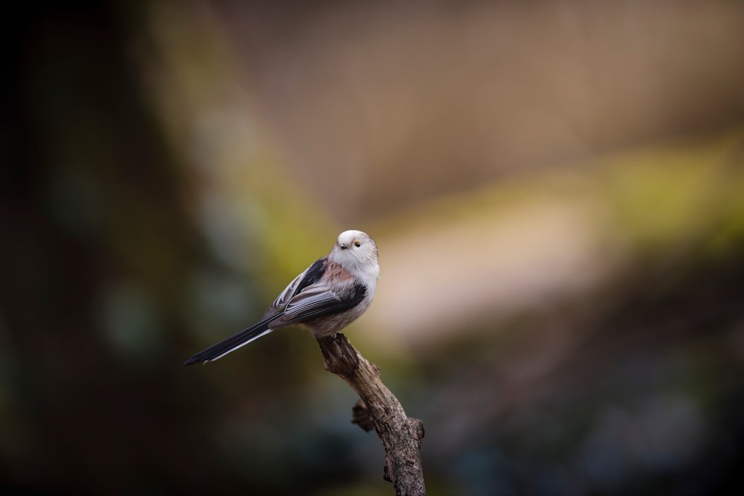 a small bird perched on a branch in a forest