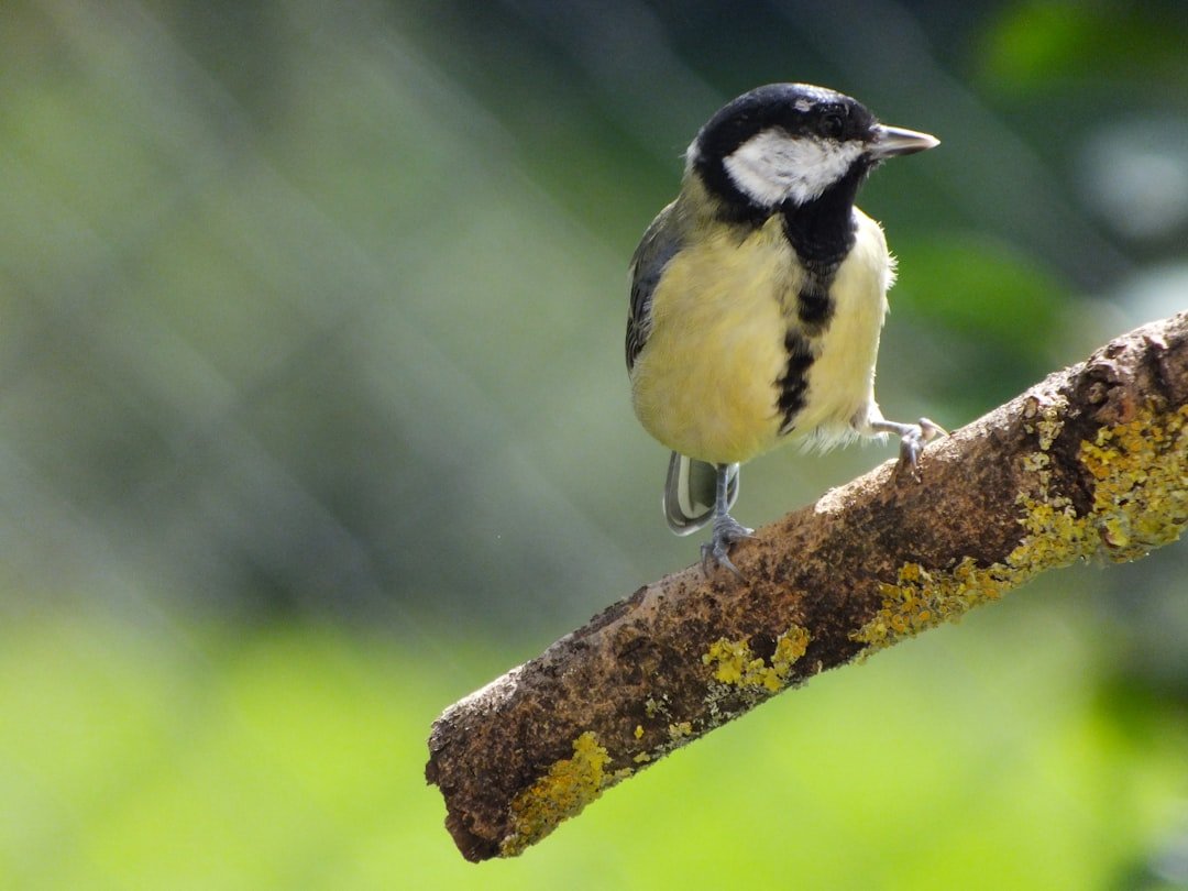 black and white bird on tree branch