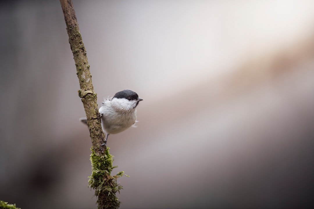 a small bird perched on a tree branch
