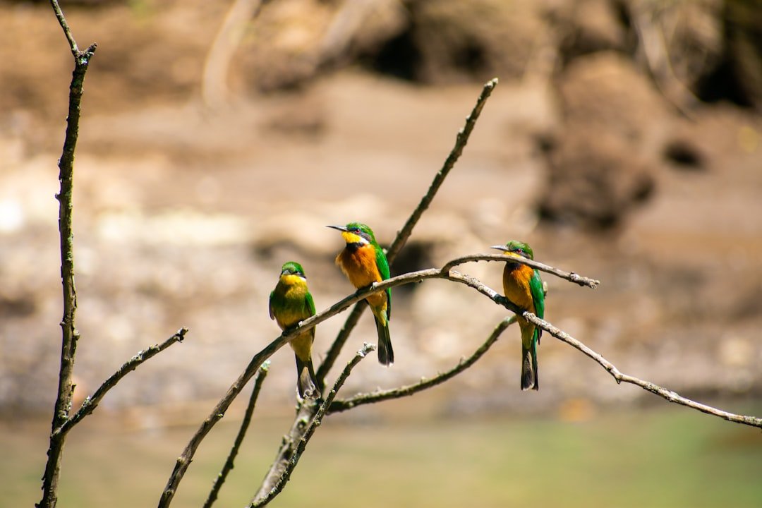 green and yellow bird on brown tree branch during daytime