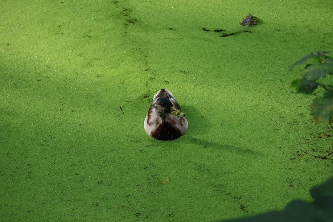 Duck swimming in a green algae-covered pond