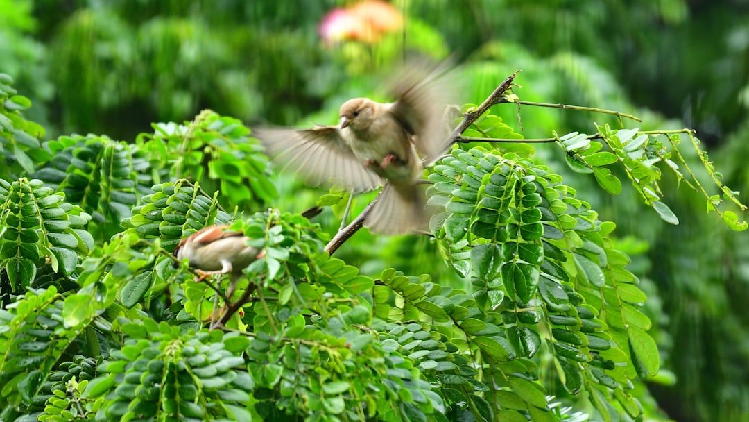 brown birds on green plant during daytime