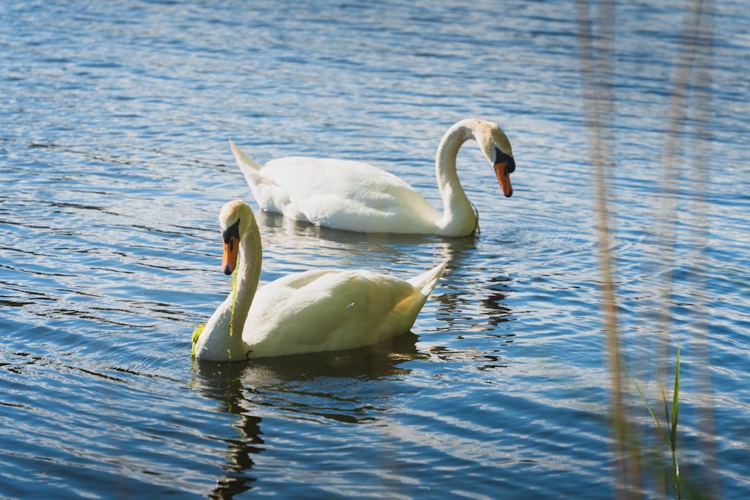 two white swans swimming in a body of water