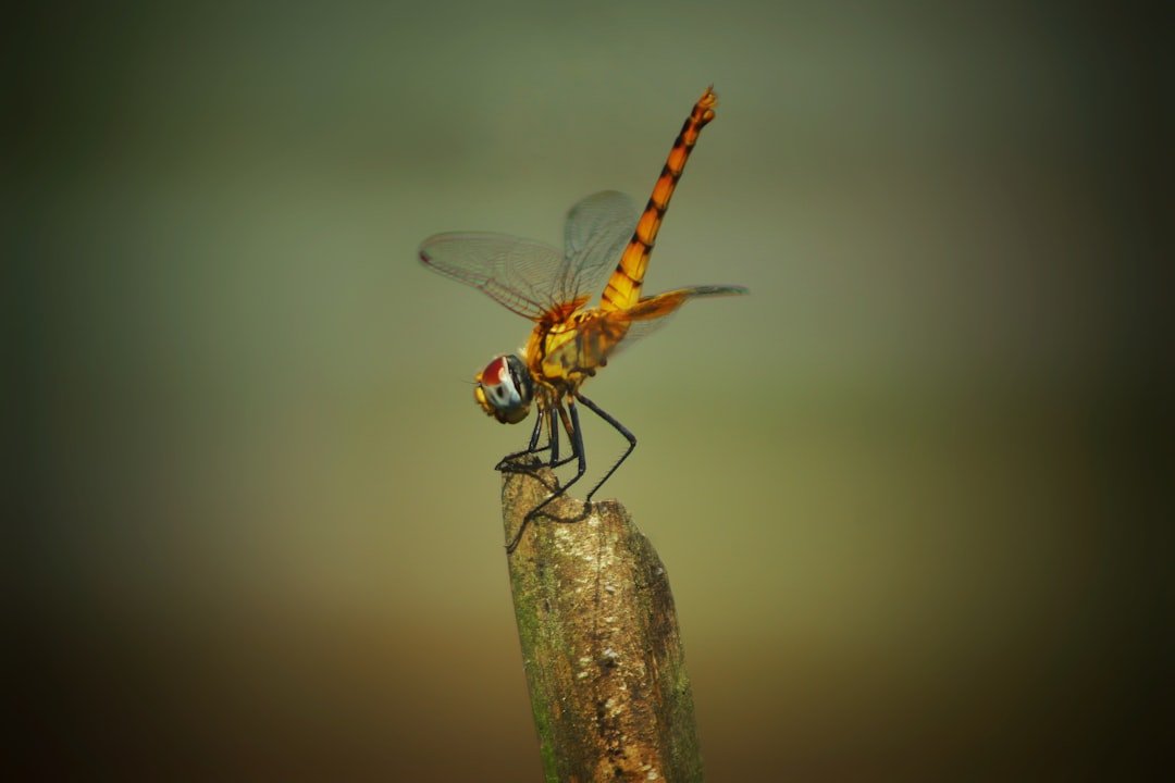 a dragonfly on a stick