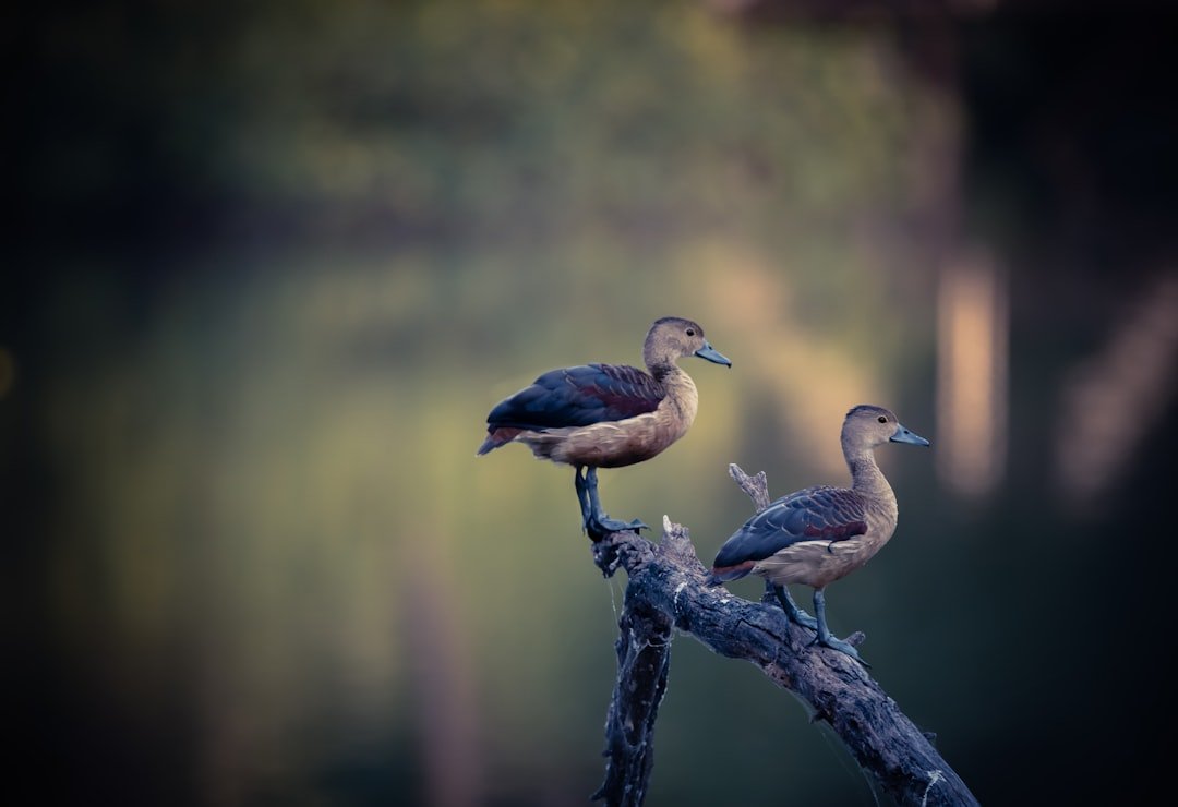 a small bird perched on a wooden surface