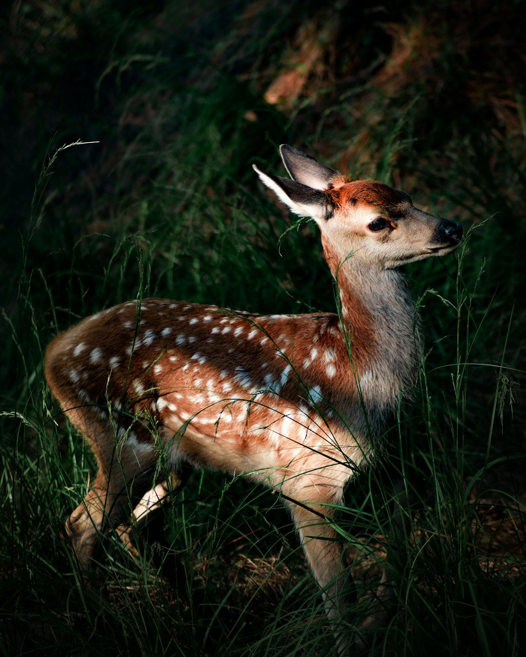 a small deer standing in a grassy field