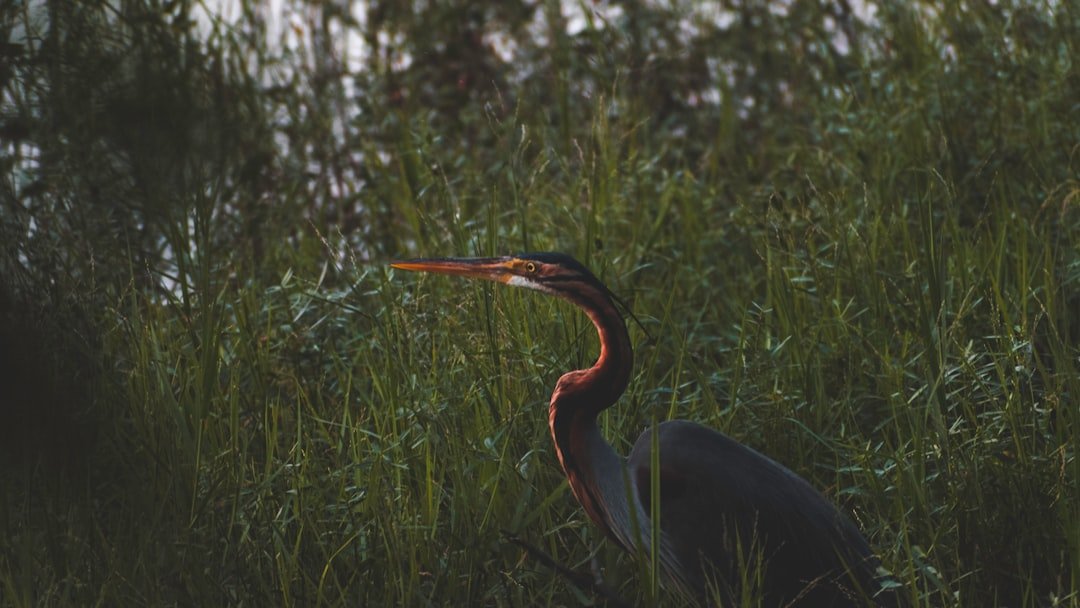 black long beak bird on green grass during daytime